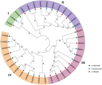 Genome-Wide Identification and Expression Profiling of DUF221 Gene Family Provides New Insights Into Abiotic Stress Responses in Potato